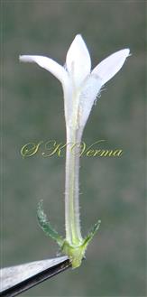  Flower V.S.